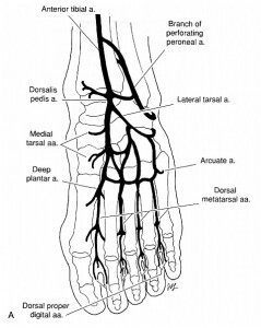 Normal Foot Anatomy - Website For Women