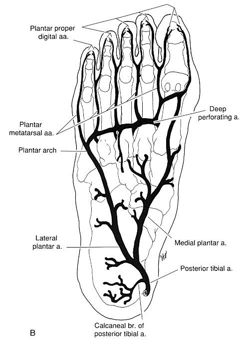 General pattern of the arterial supply to the foot. Plantar foot. Images of foot
