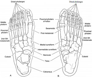 Normal Foot Anatomy - Website For Women