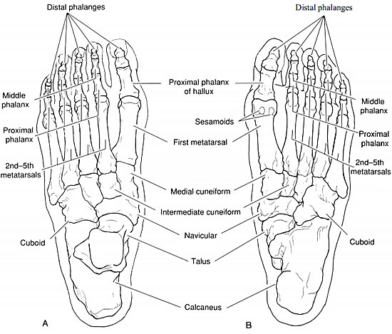 Normal foot anatomy Images of foot